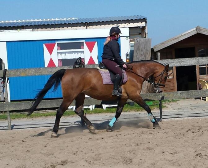 B&B Boerderij Rust, In Pipowagens! Den Helder Kültér fotó